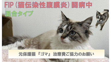 【難病FIP混合タイプ治療中】元保護猫『ゴマ』治療費ご支援のお願い のトップ画像