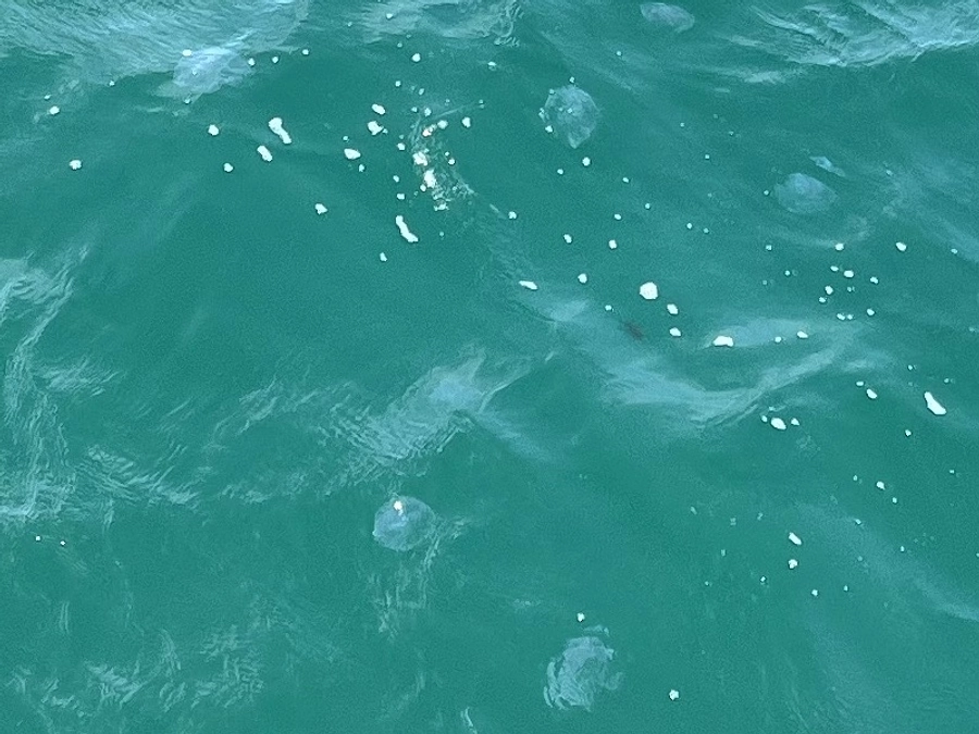 春の目視調査に行ってきました。