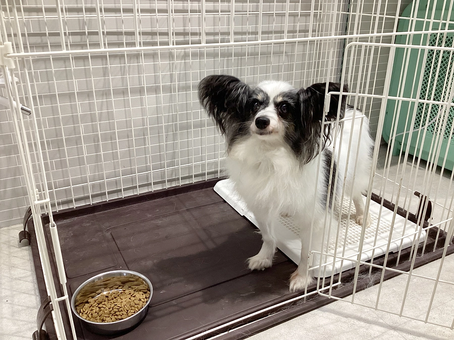 今日のチョコちゃん！！(8月3日)