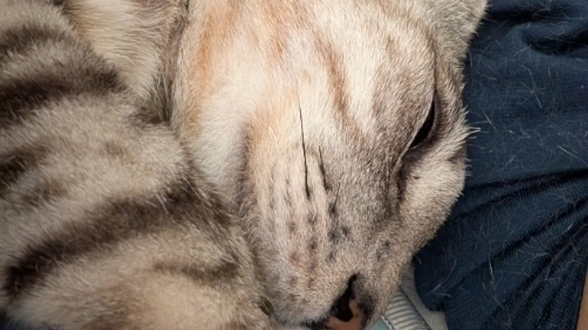 ご支援の御礼とプロジェクト達成のご報告について