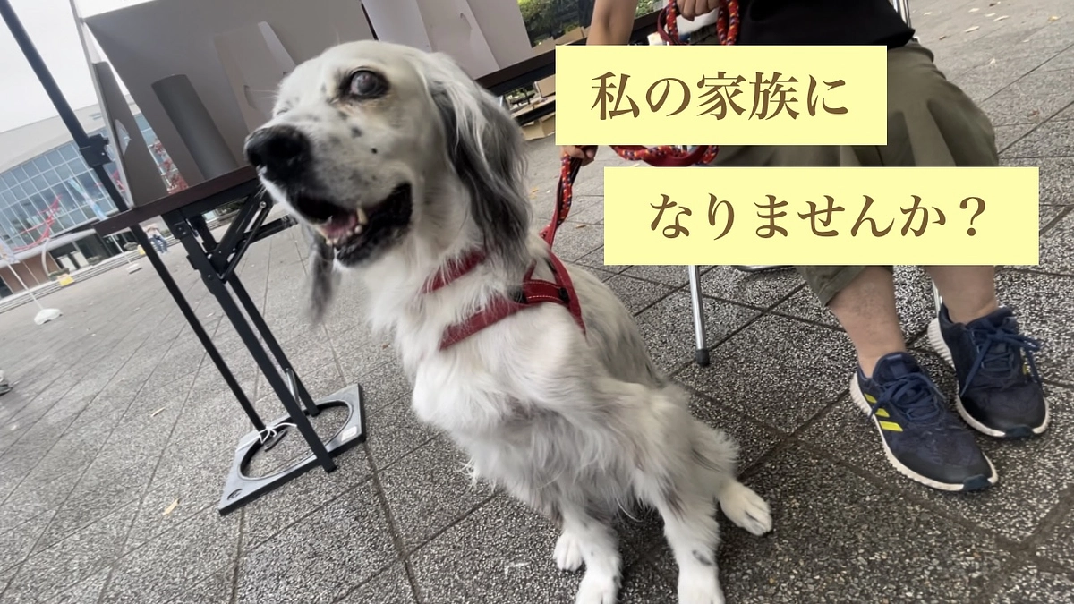 桶川譲渡会で新しいご縁探しをしてきました！