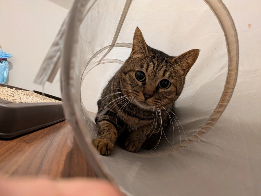 猫を迎えるということ