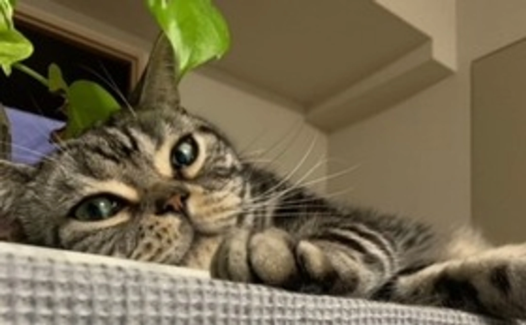 シルバースター全額応援コース　A