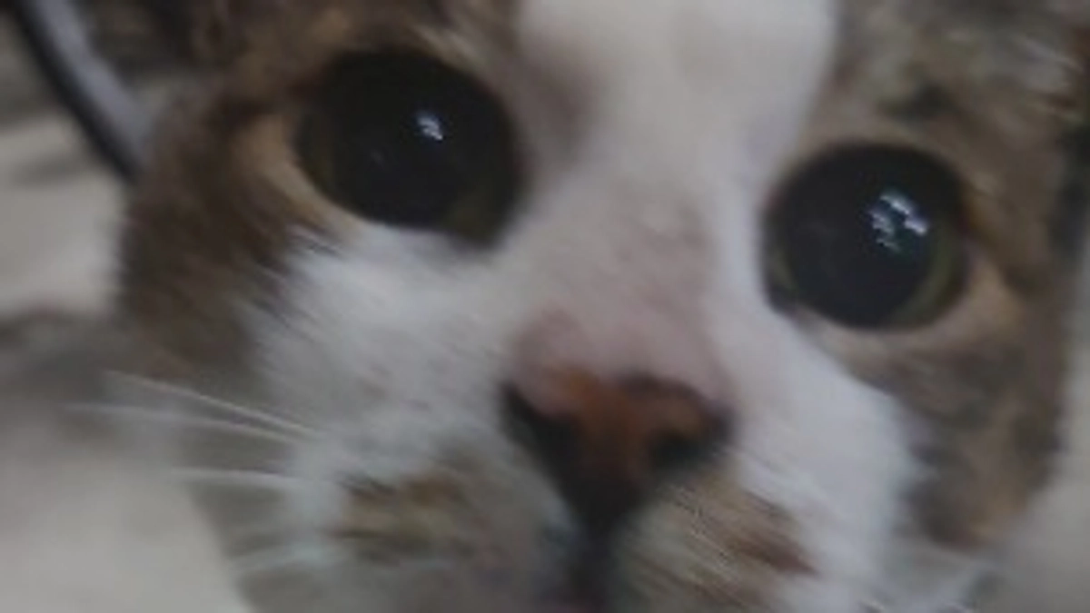 リリィの誕生日　18歳