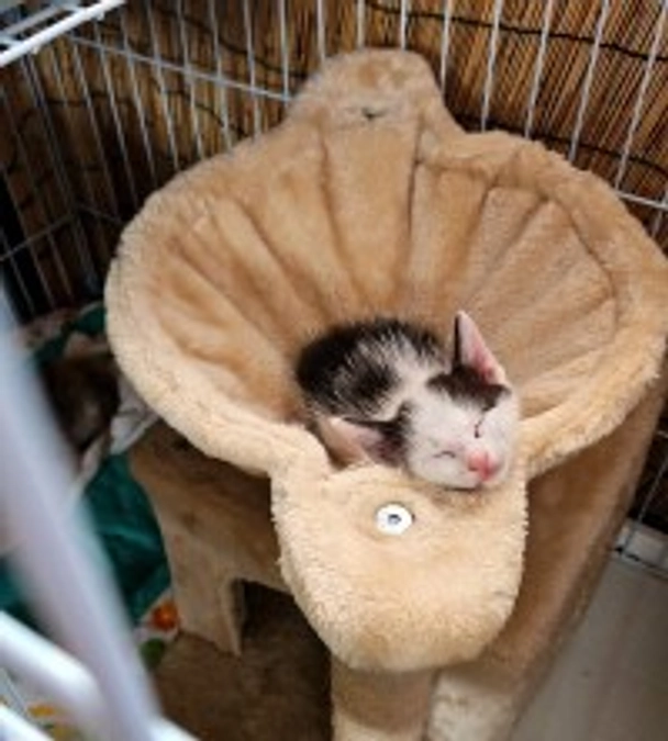 がんばったママ猫　パン子ちゃん