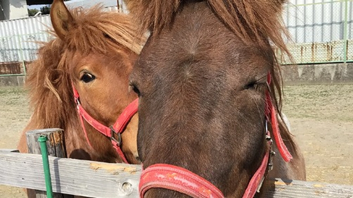 大阪の柏原で生まれた道産子です