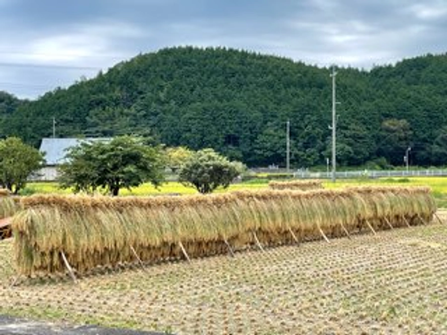 獄暑‼️の稲刈りになりました🥵🥵