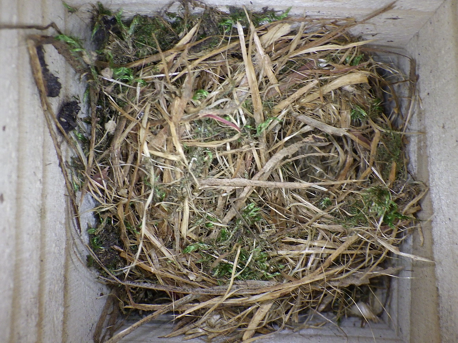 応援ありがとう　ございます。八ヶ岳・富士山で調査できています