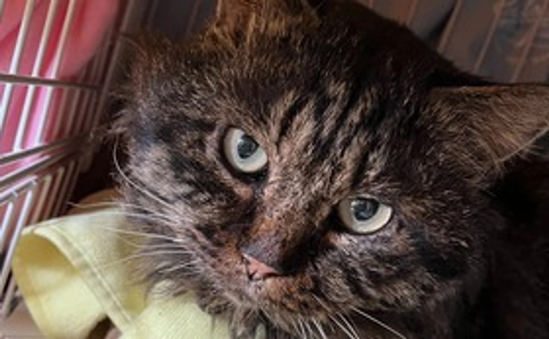 おいちゃん・もんちゃん応援