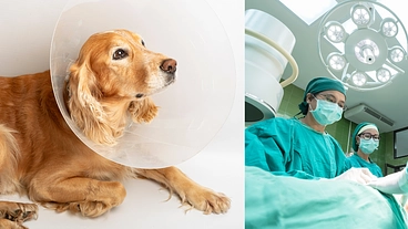 愛犬が子宮蓄膿症で緊急手術　同時に乳腺腫瘍を摘出  のトップ画像