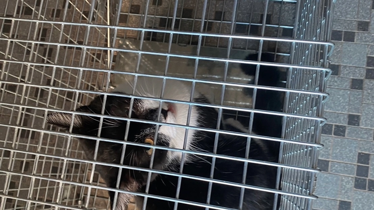 猫たちを保護しました。