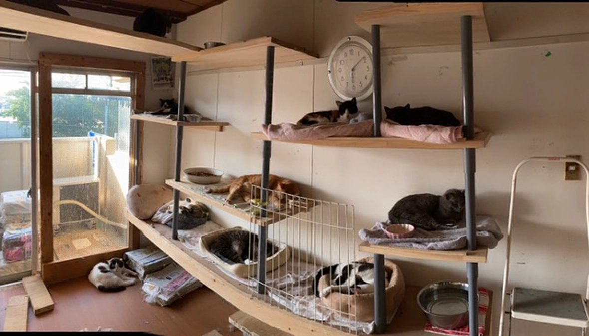 現在のワンコにゃんこハウスです。お陰様で、犬達も猫達も私達も、毎日楽しく活動できております。