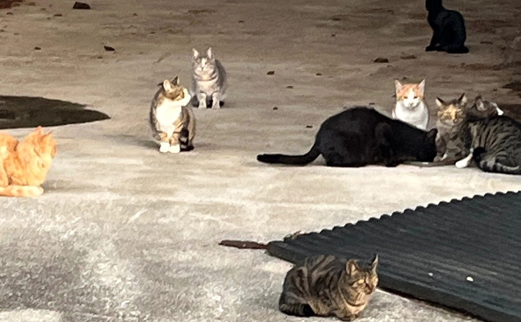 応援コース　保護猫カレンダー+トートバッグ送付