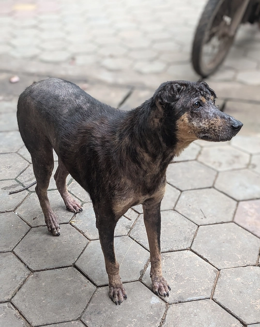 皮膚病の治療中だった「ムース」が突然の死