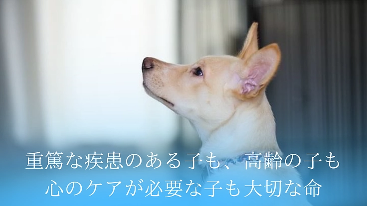 SORA小さな命を救う会|救える命を諦めない!保護犬に適切な医療を 2枚目