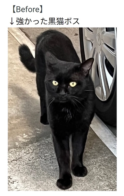 【活動報告】TNRM組の子怪我 パートⅢ