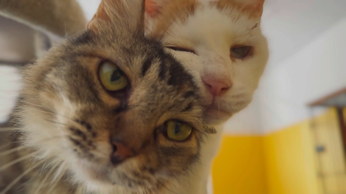 新たに引き取り予定のシニア猫２匹のこと