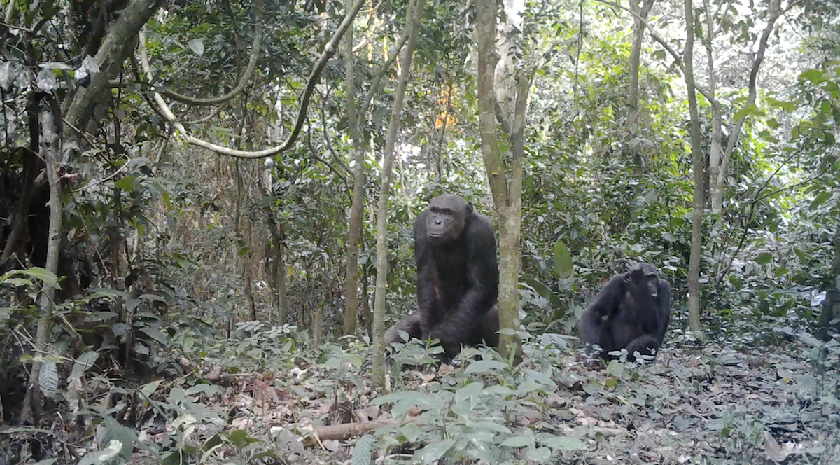 ゴリラとチンパンジーのふ・し・ぎ。もし類人猿研究が中部アフリカで始まっていたら！？
