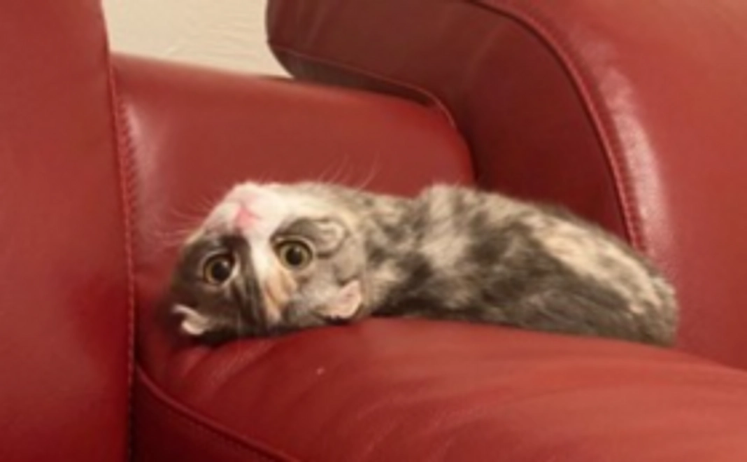 【グッズで応援！】シルバーコース