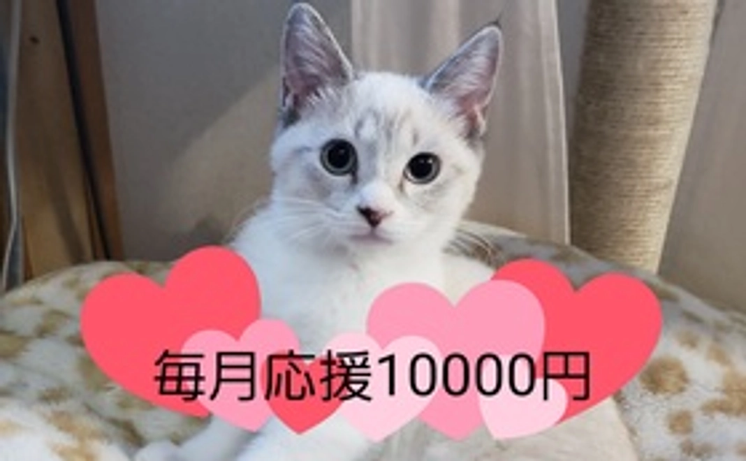 毎月応援10000円コース