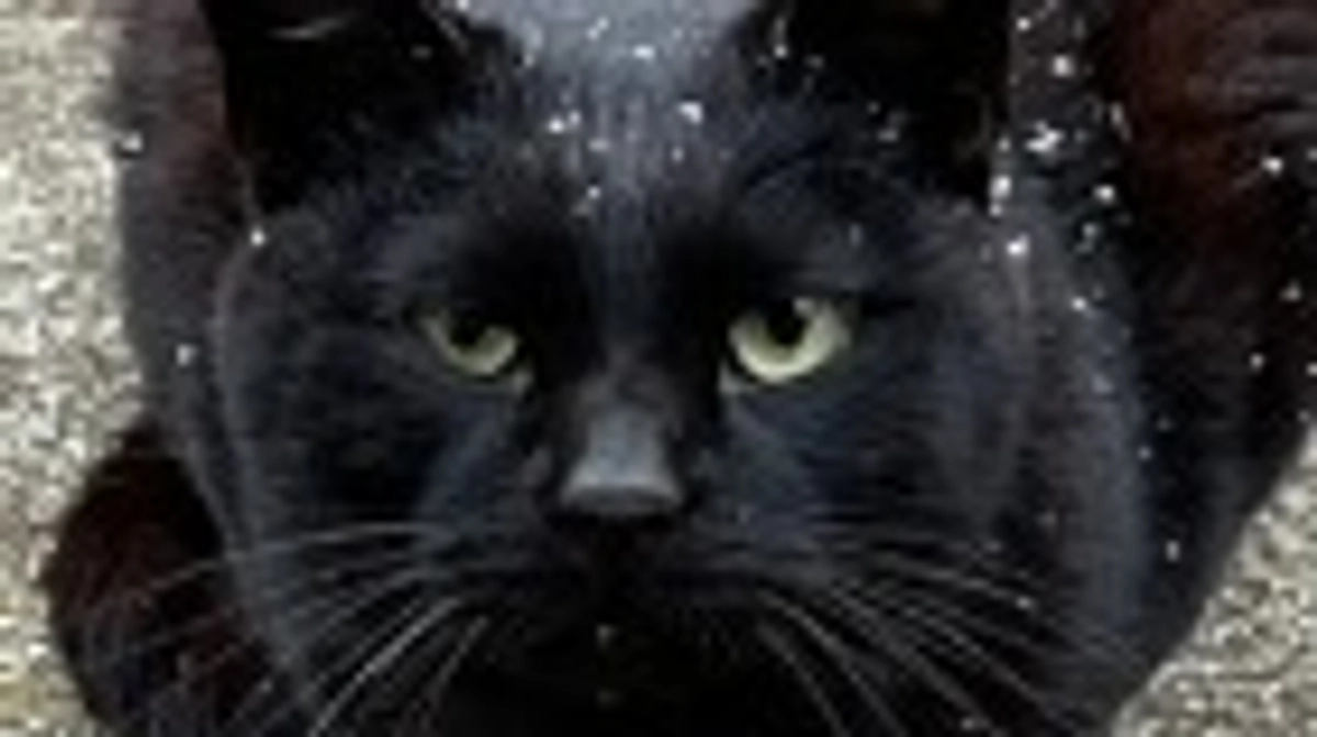 音を応援してくださった皆様へ