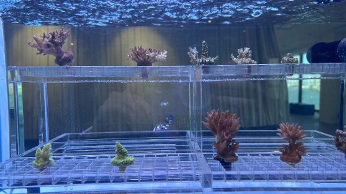 サンゴのバイオバンクの展示が始まりました！