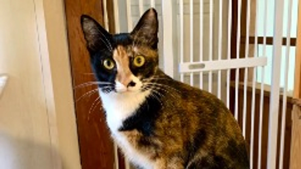 カペラが正式譲渡になりました！