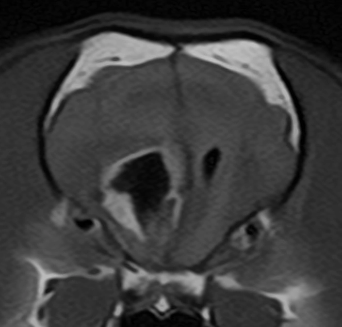 ついに1症例目の手術が行われました。