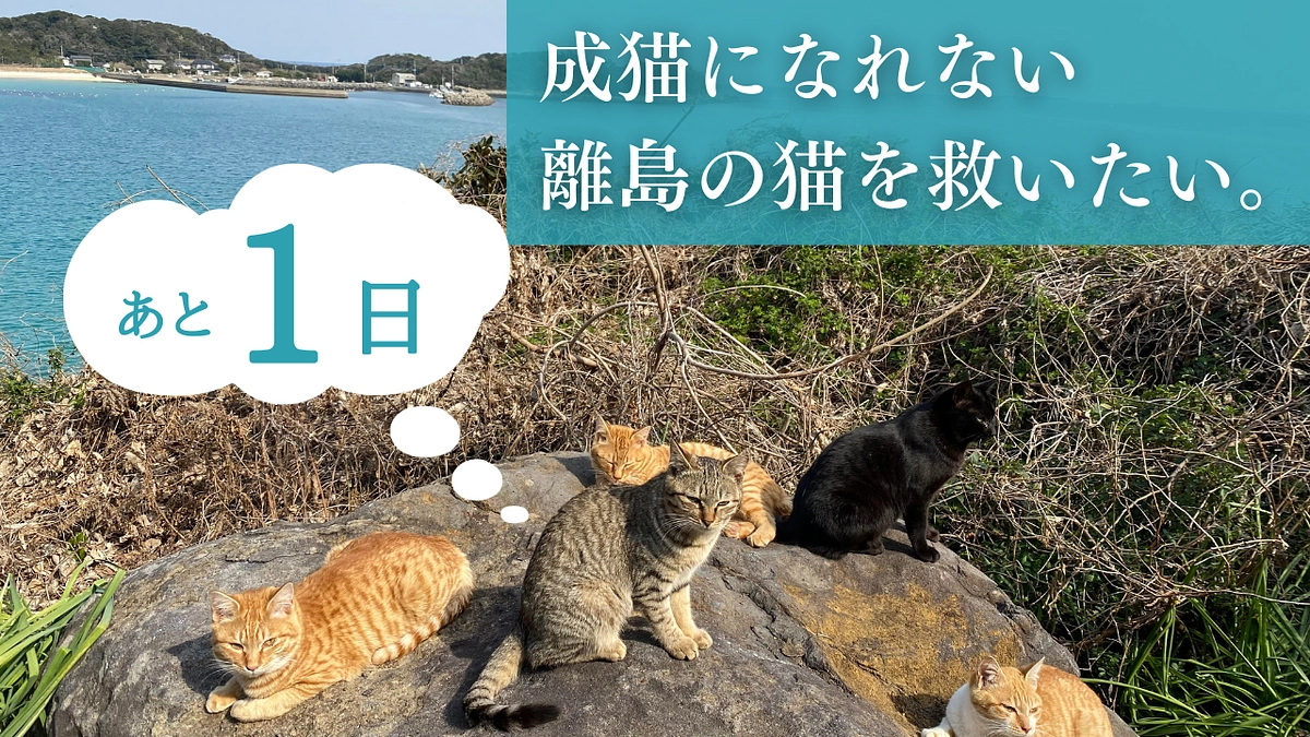 【あと1日】最後まで応援よろしくお願いします