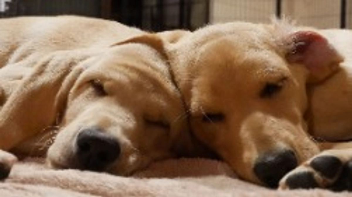 はじめまして！トミーとミコです♪