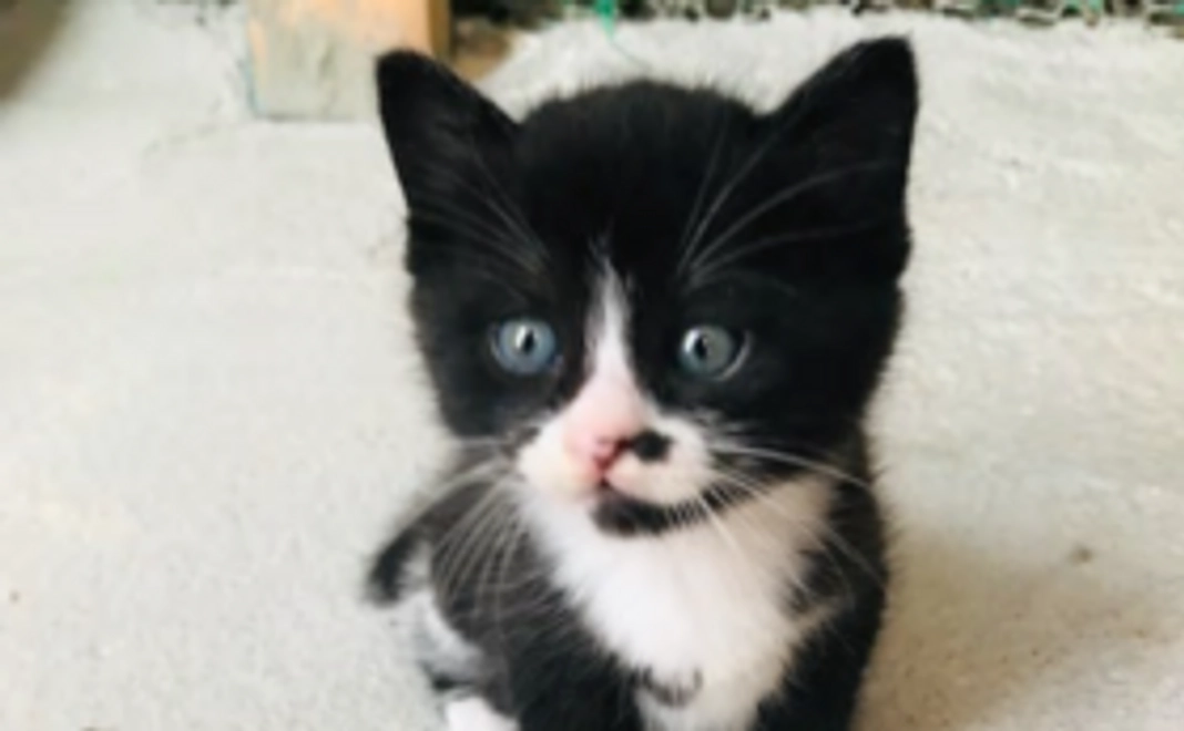 シャディ保護猫ハウス応援コース