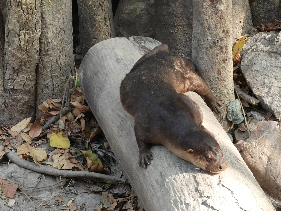 マレーシアからの報告II　研究許可がおりる