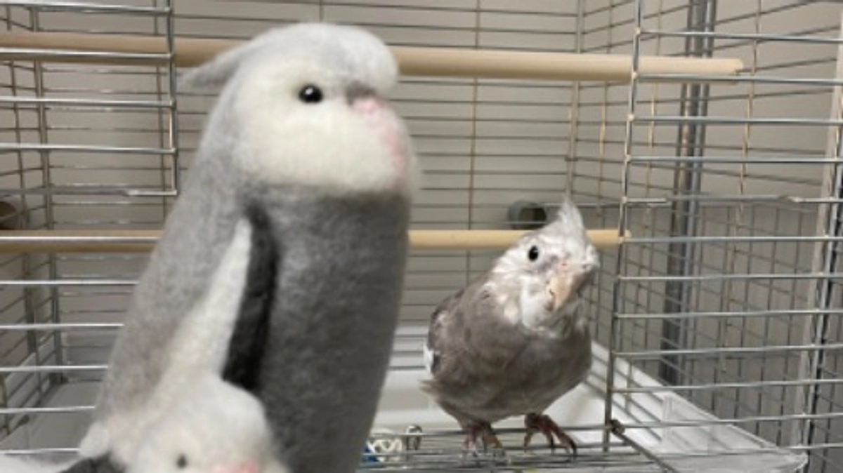 【クラファン活動報告㉘】挑戦終了まであと１４日！みなさまの助けが必要です！！