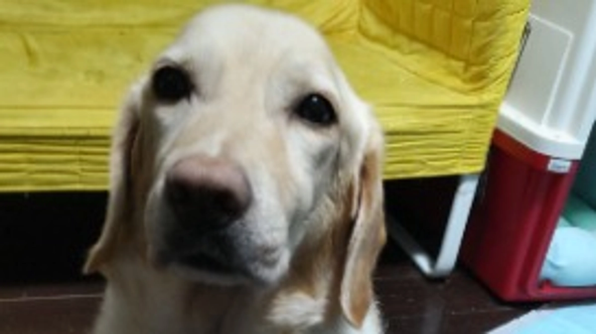 ありがとうございました