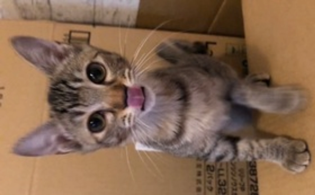 心を込めて感謝のメールと保護した子達の写真を添付します