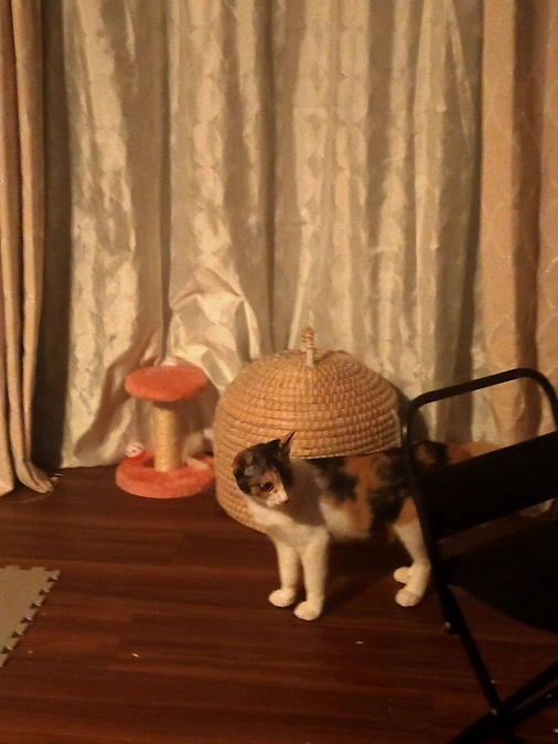 昨日からいよいよ始まったクラウドファンディング😺