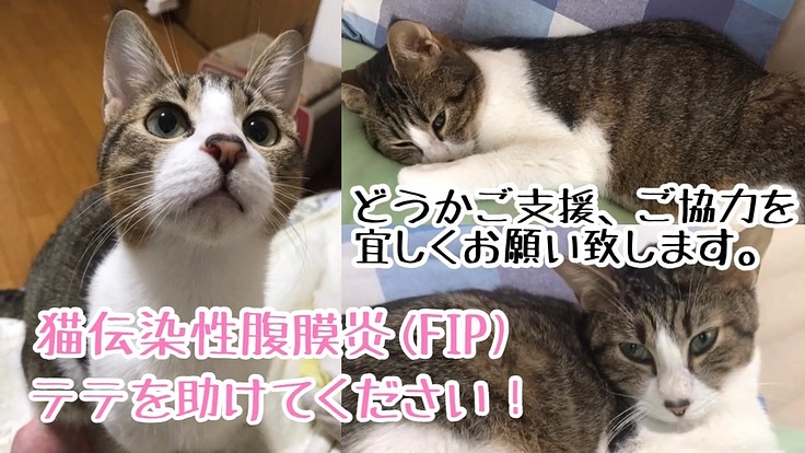 【FIP中後期】キジ白猫のテテを、どうか助けてください!