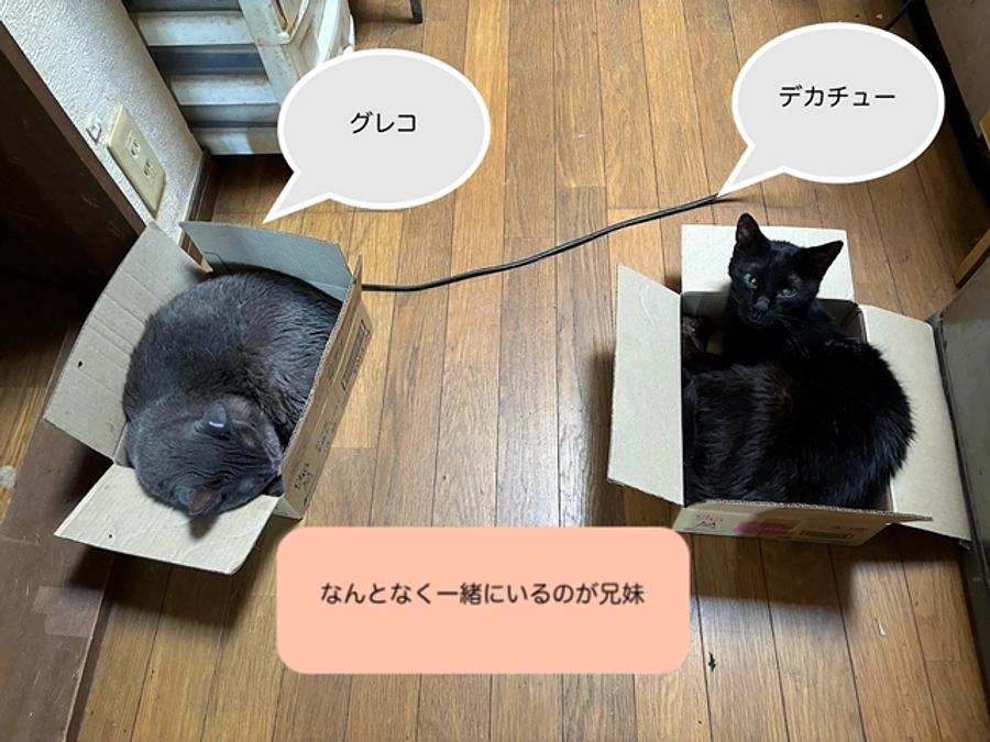 お礼とお知らせ/2025年1月31日