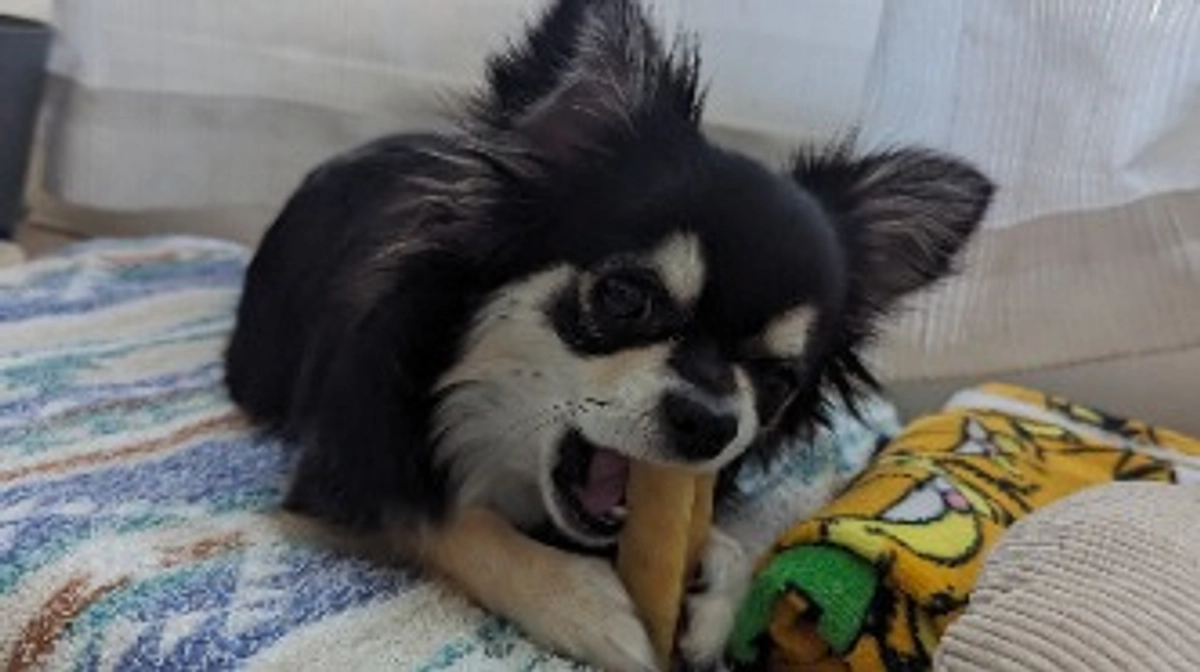 お気に入りのチーズ