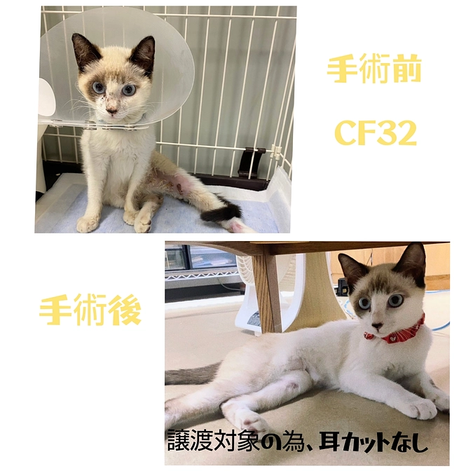 CF３１～３３まで手術終了しました