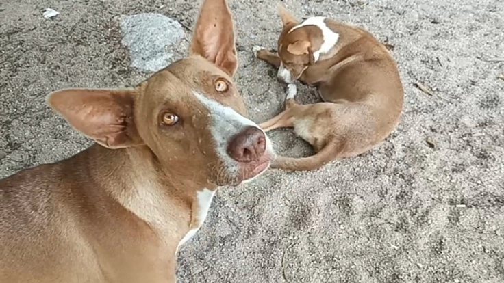 タオ島に暮らす野良犬たちを救いたい！
