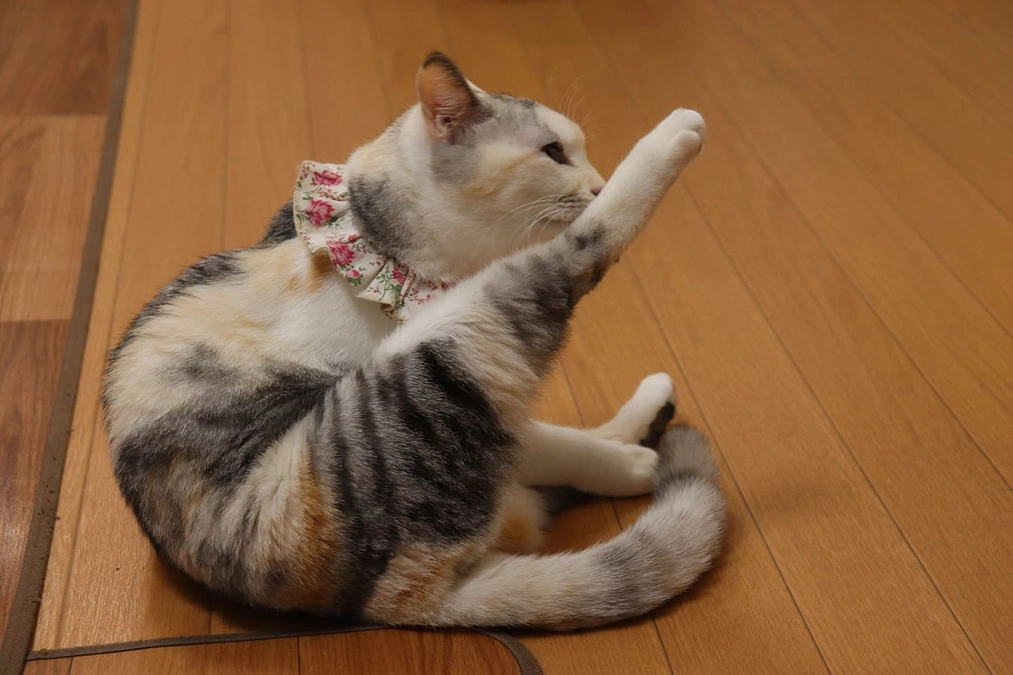 ネクストゴール挑戦中です。「ノエル」のこと。