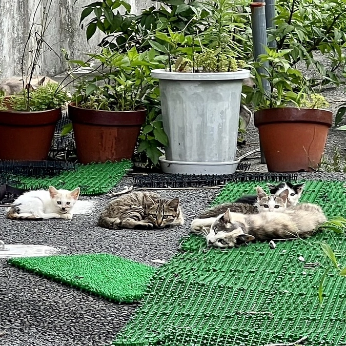 クラファンネクストゴールに向けての決意‼️   