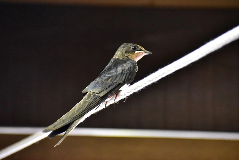 【リリース情報】一羽落ちていたツバメのヒナ