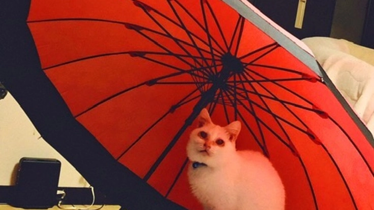 奇形免疫不全の保護猫に幸せを