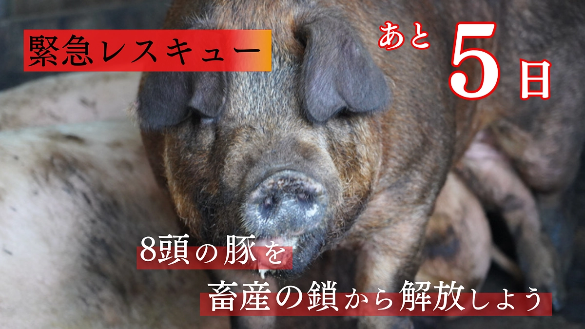 【終了まで残り5日】すべての人が動物の味方に