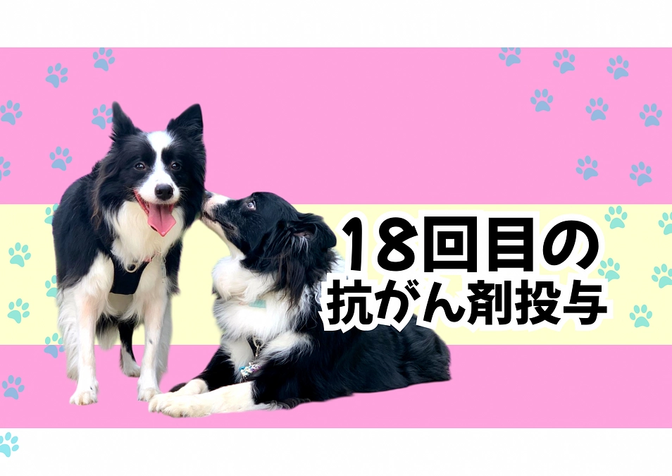抗がん剤治療再開 18回目
