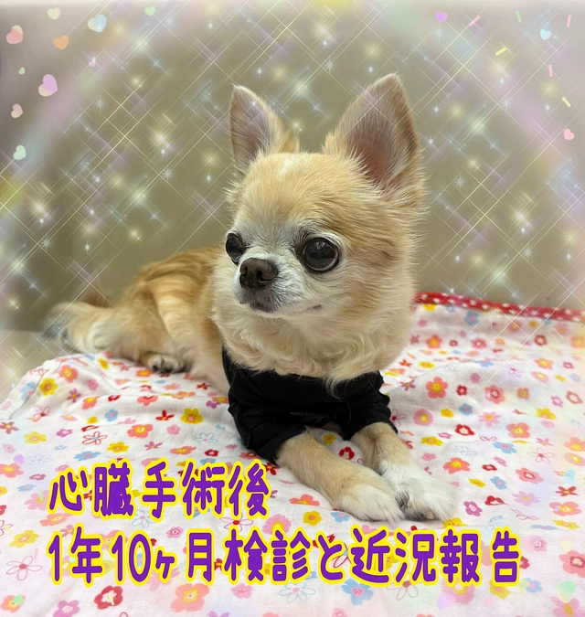 1年10ヶ月検診と近況報告