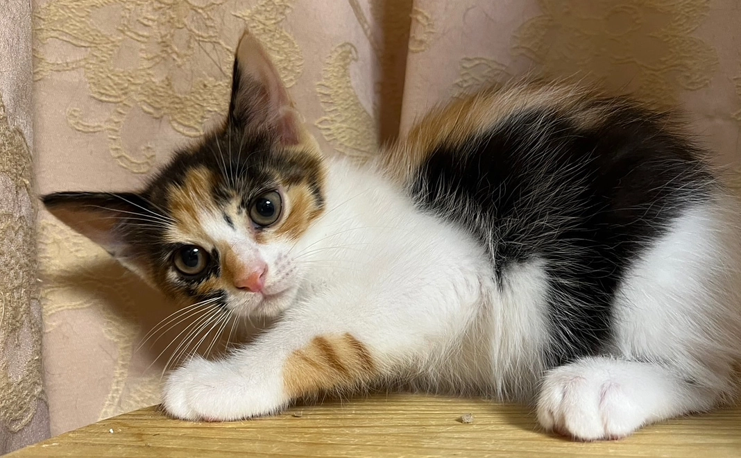 このはの為にありがとうございます(リターン無し)