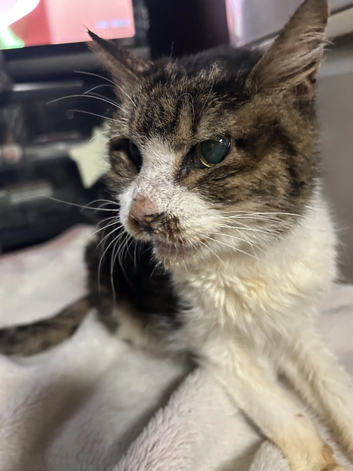 老猫さんは老猫さんの可愛さあり❣️